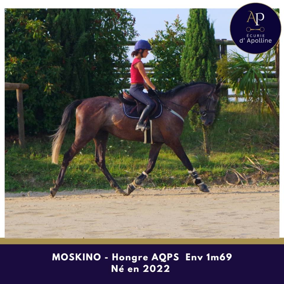 Caballo castrado AQPS En venta 2022 Tordo