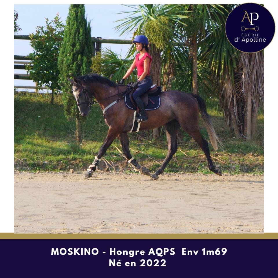 Caballo castrado AQPS En venta 2022 Tordo