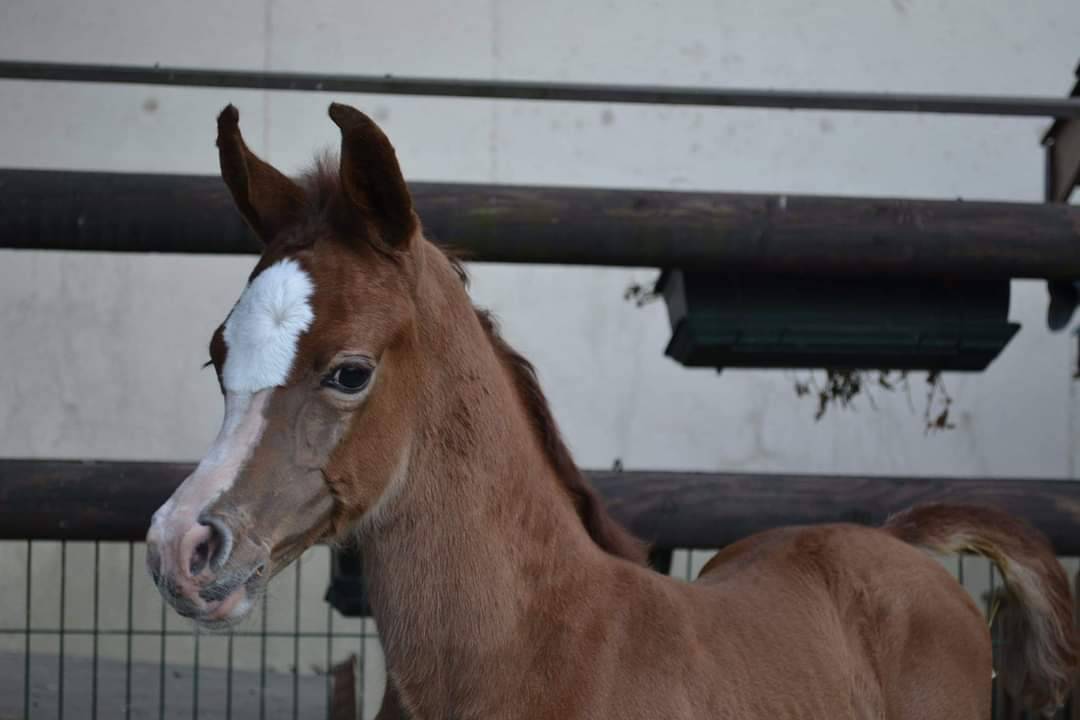 Semental Arabe En venta 2019 Tordo por L.a kronos