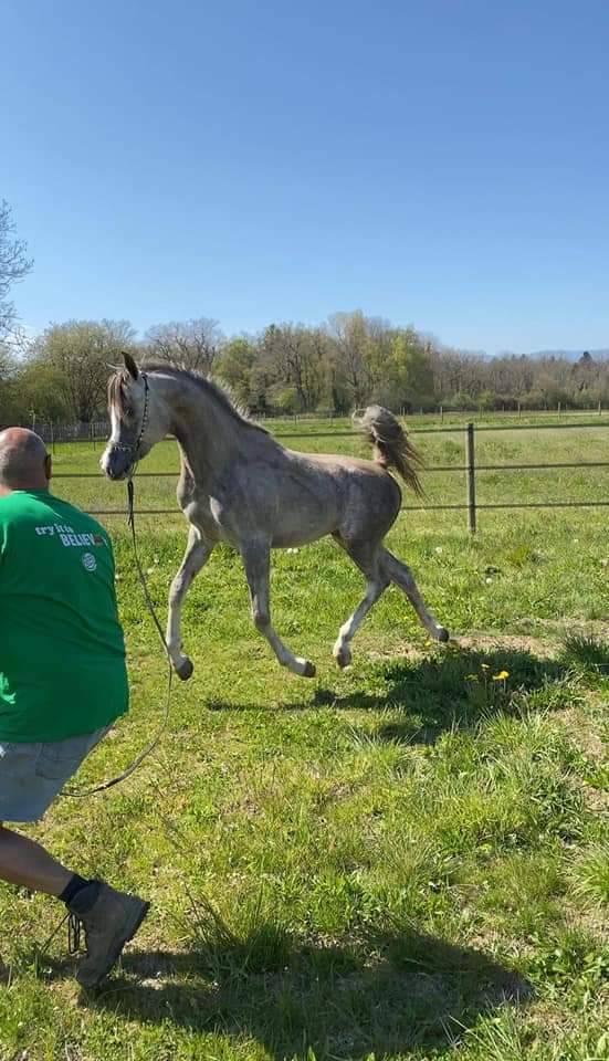 Semental Arabe En venta 2019 Tordo por L.a kronos