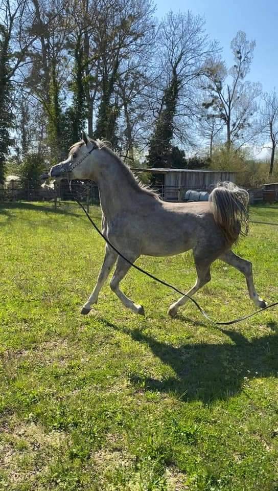 Semental Arabe En venta 2019 Tordo por L.a kronos