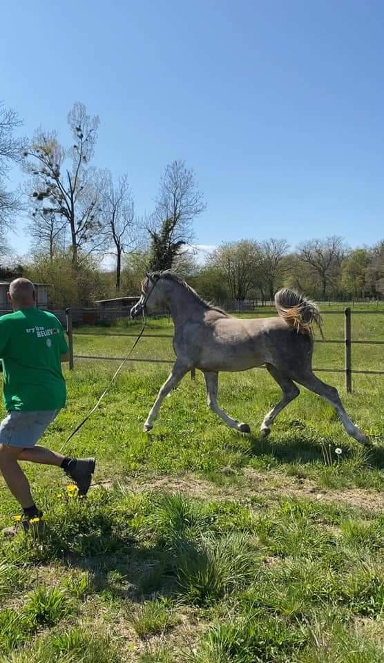 Semental Arabe En venta 2019 Tordo por L.a kronos