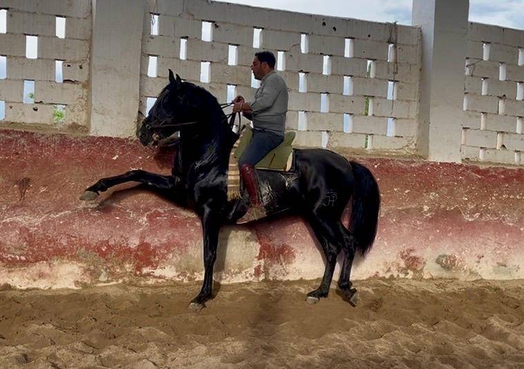 EXCLUSIVO PRE NEGRO | 4 A&Ntilde;OS | ESCALERA | 1.70M
