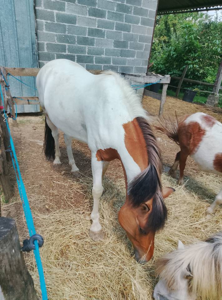 Caballo castrado Origen No Constatado En venta 2018 P&iacute;o