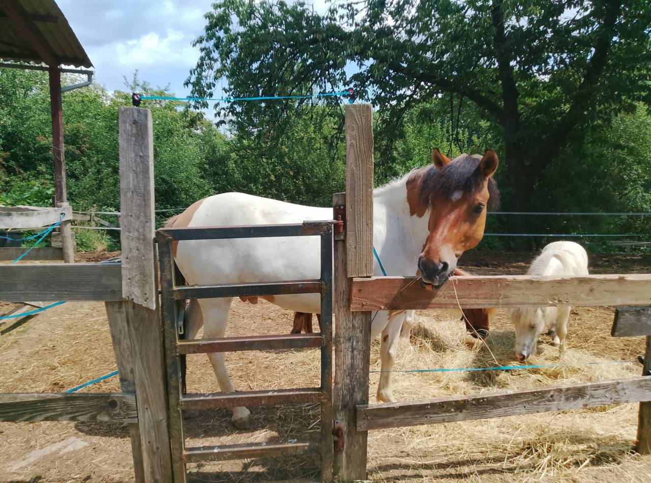 Caballo castrado Origen No Constatado En venta 2018 P&iacute;o