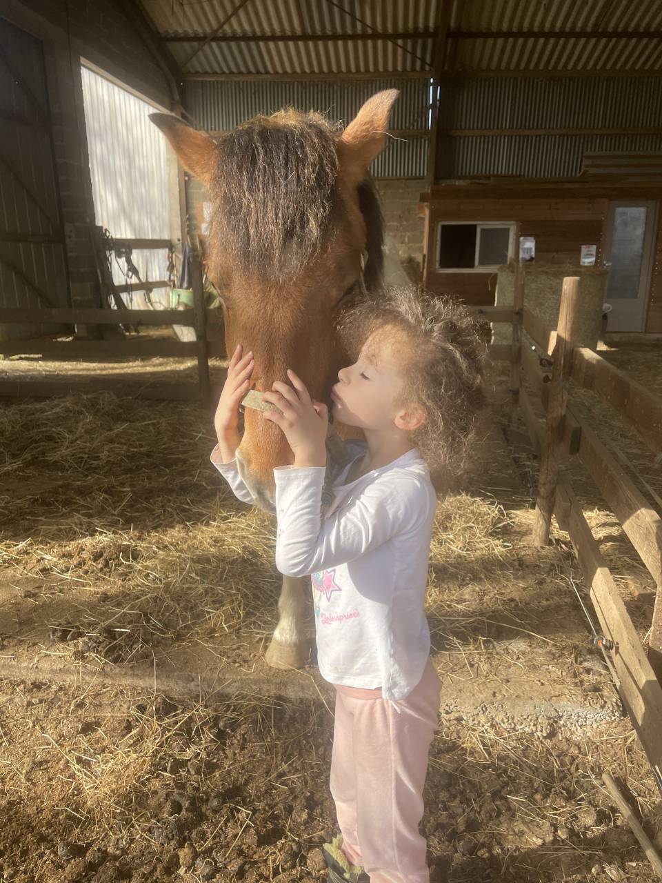Caballo castrado Origen No Constatado En venta 2018 P&iacute;o