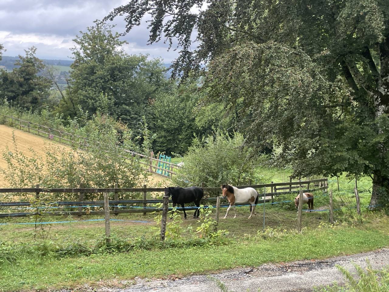 Caballo castrado Origen No Constatado En venta 2018 P&iacute;o