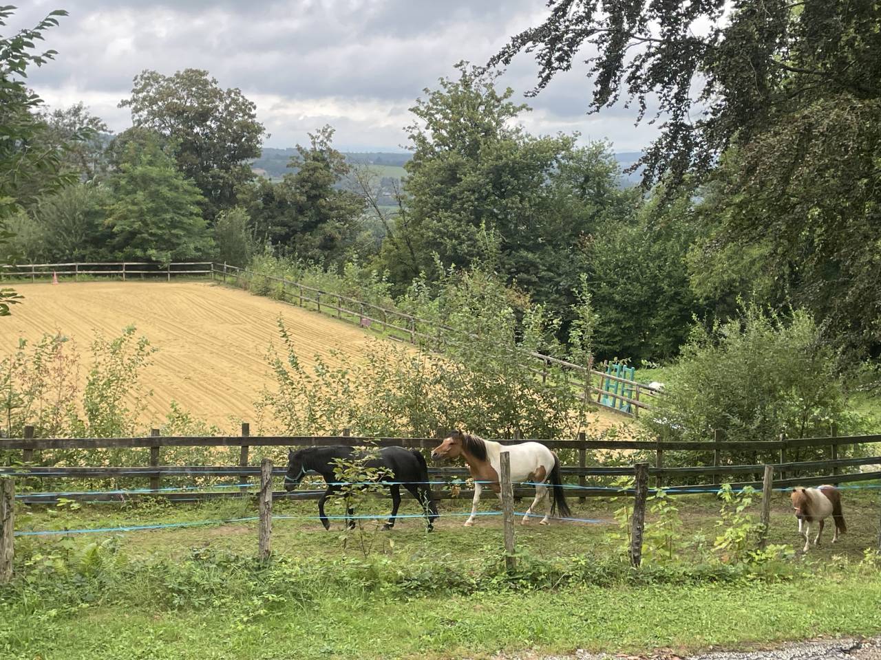 Caballo castrado Origen No Constatado En venta 2018 P&iacute;o