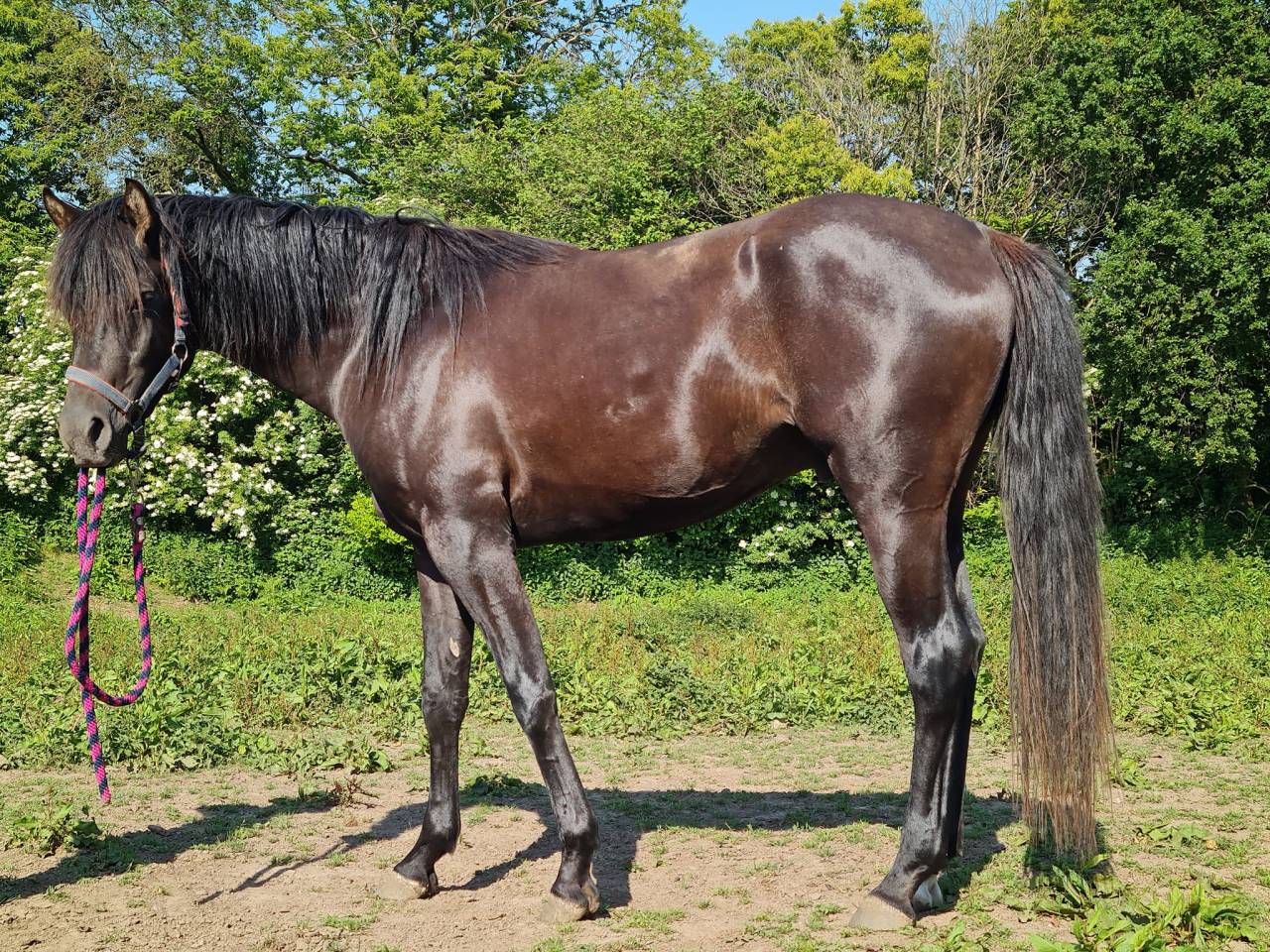 Semental Pura Sangre Arabe En venta 2020 Negro por Avalon Be Beautifull