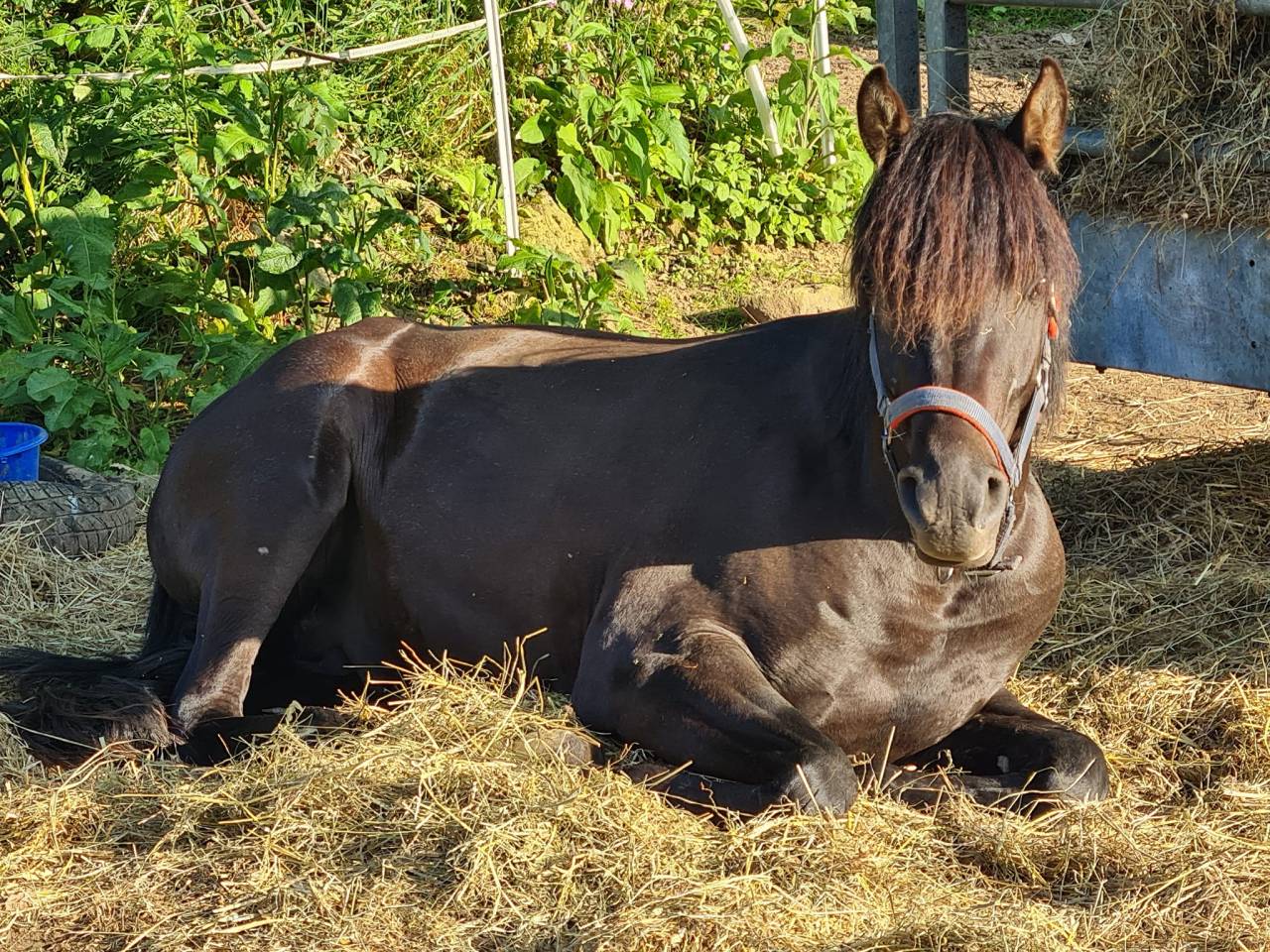 Semental Pura Sangre Arabe En venta 2020 Negro por Avalon Be Beautifull