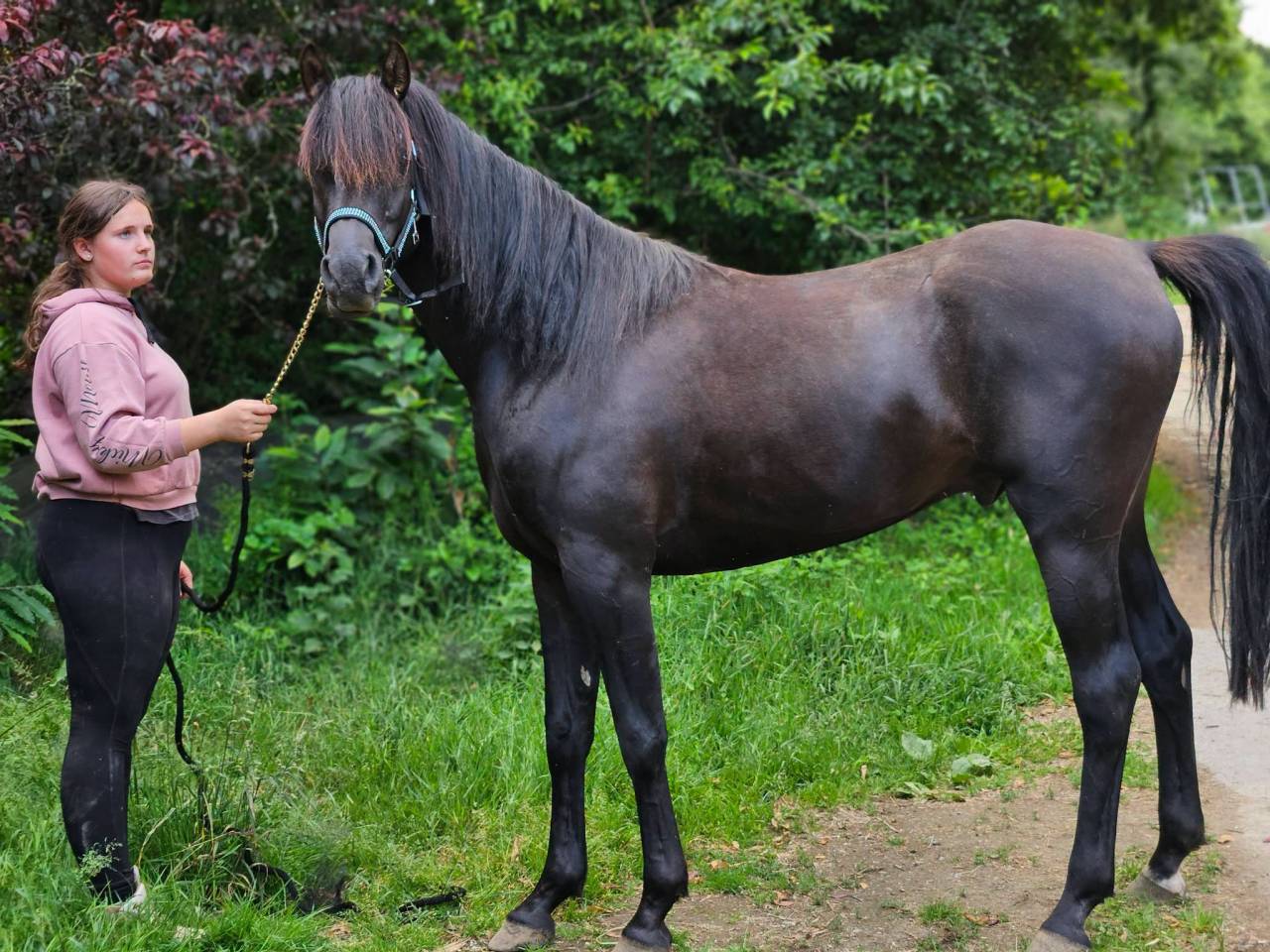 Semental Pura Sangre Arabe En venta 2020 Negro por Avalon Be Beautifull