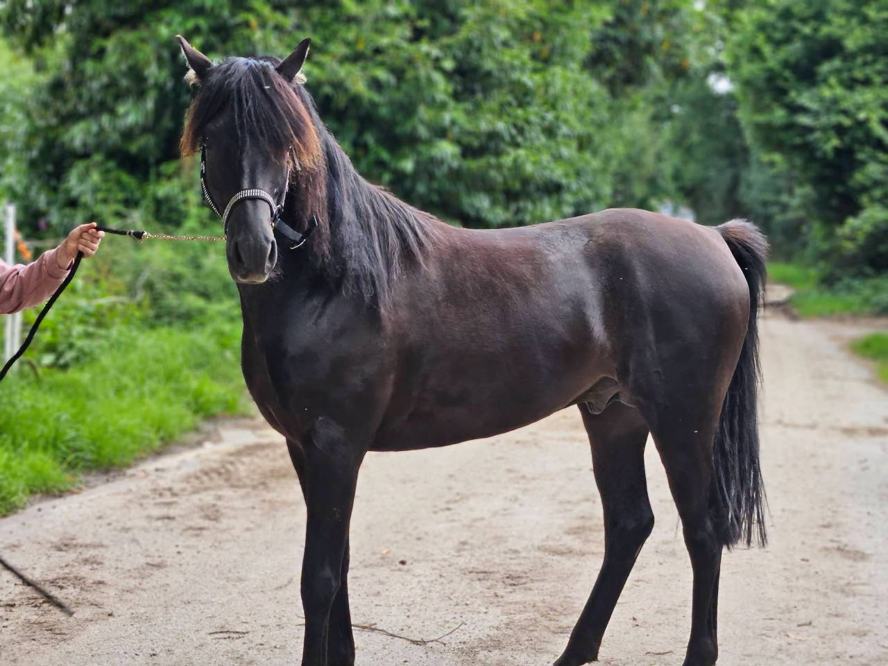 Semental Pura Sangre Arabe En venta 2020 Negro por Avalon Be Beautifull