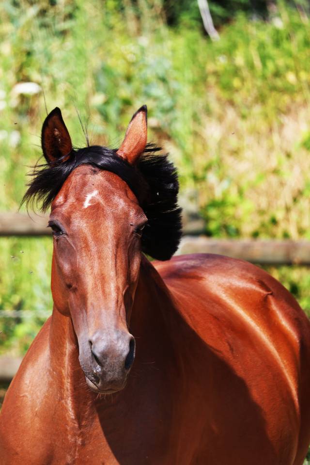 Yegua de ganader&iacute;a Trot&oacute;n Franc&eacute;s En venta 2018 Bayo