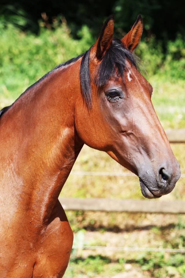 Yegua de ganader&iacute;a Trot&oacute;n Franc&eacute;s En venta 2018 Bayo