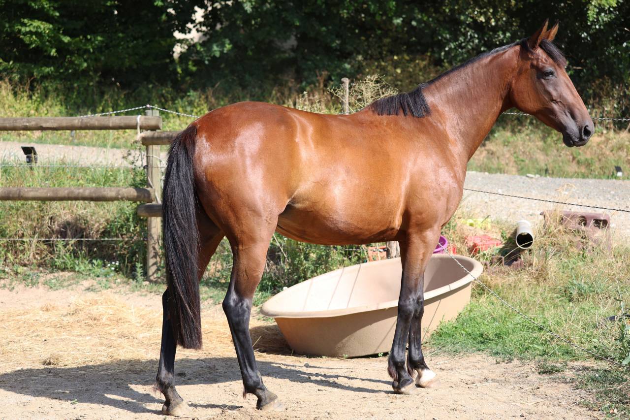 Yegua de ganader&iacute;a Trot&oacute;n Franc&eacute;s En venta 2018 Bayo