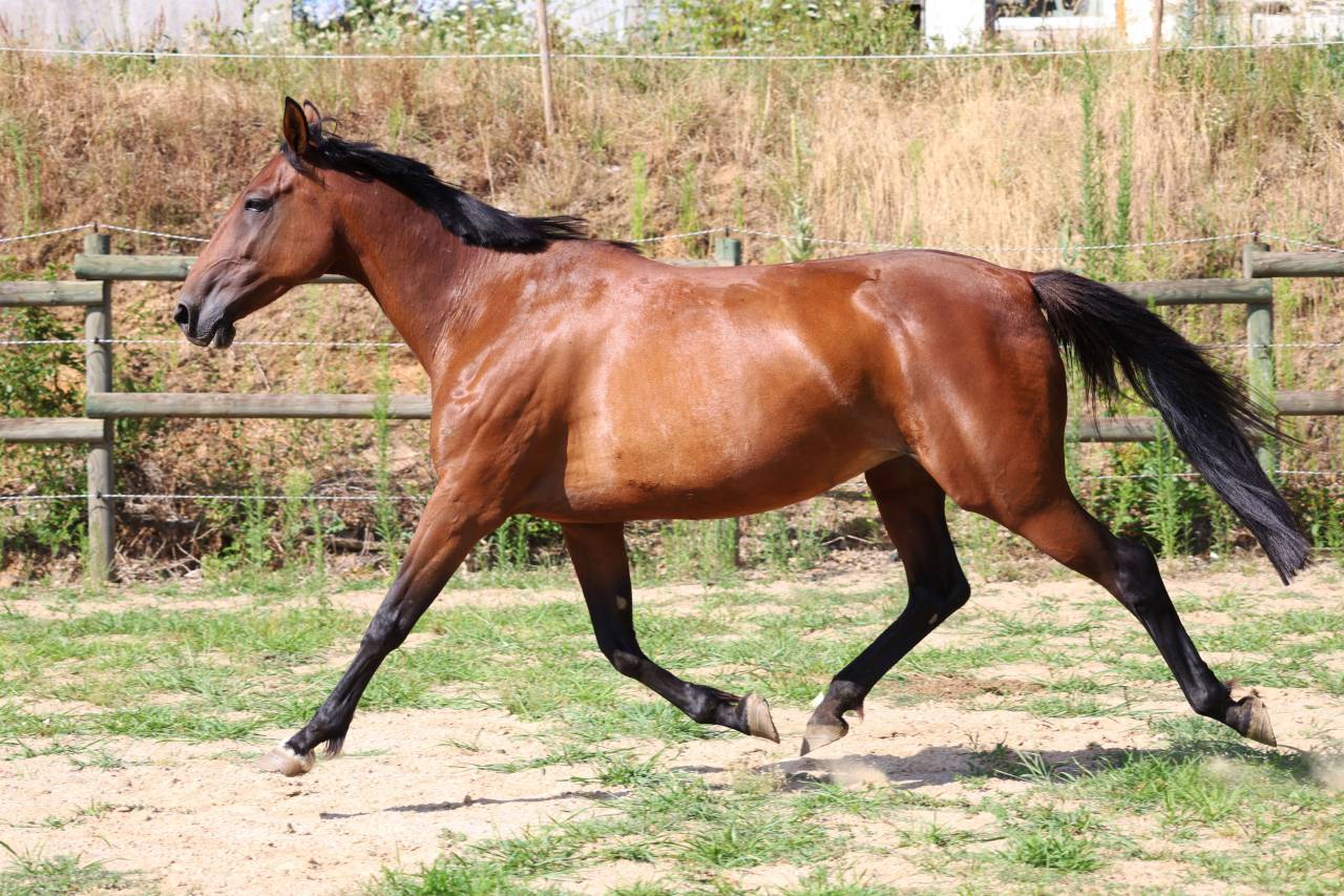 Yegua de ganader&iacute;a Trot&oacute;n Franc&eacute;s En venta 2018 Bayo
