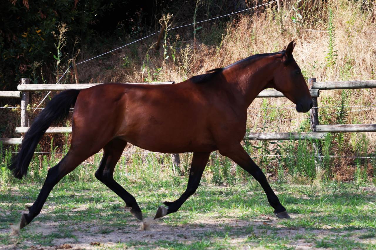 Yegua de ganader&iacute;a Trot&oacute;n Franc&eacute;s En venta 2018 Bayo