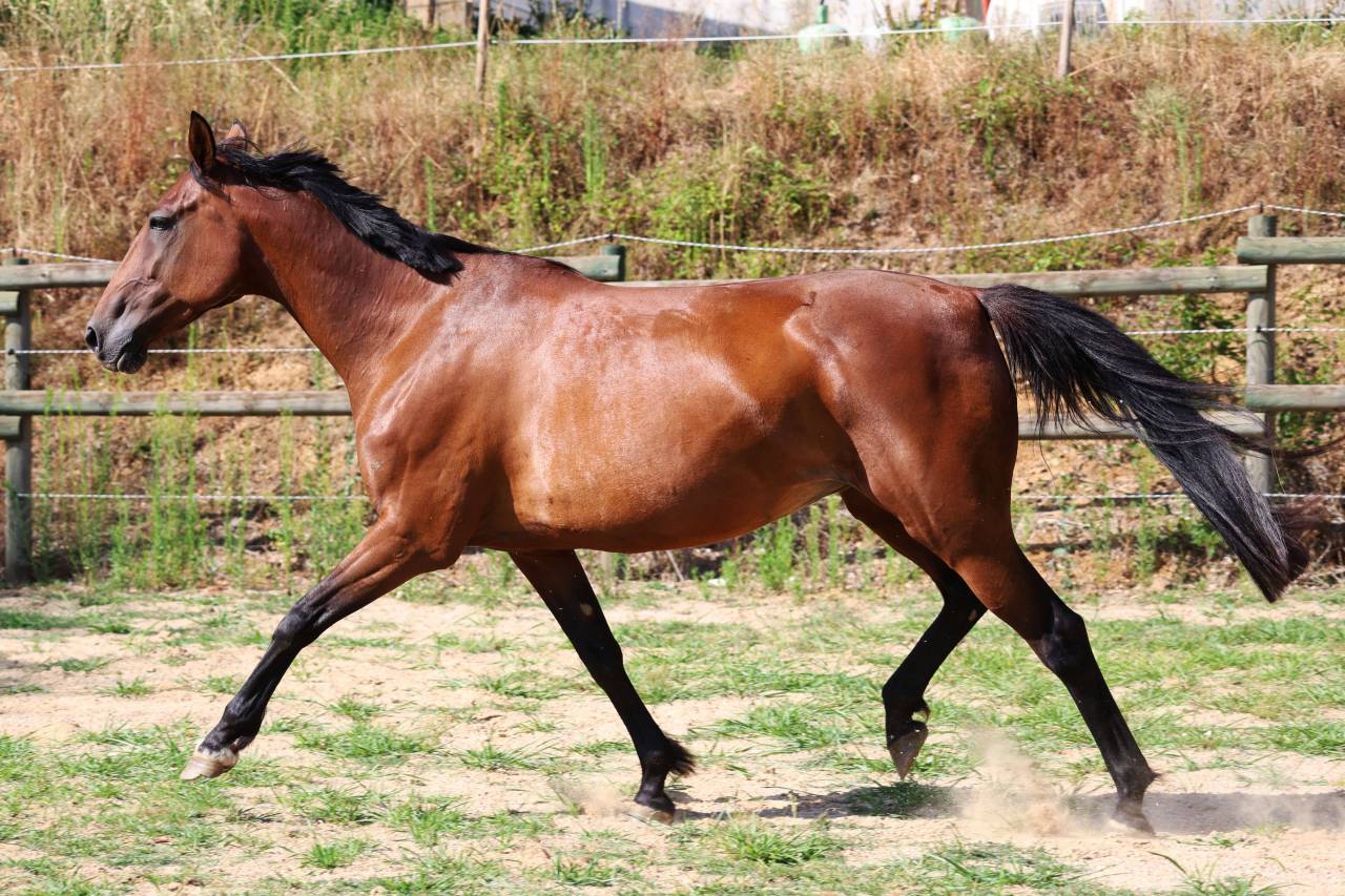 Yegua de ganader&iacute;a Trot&oacute;n Franc&eacute;s En venta 2018 Bayo