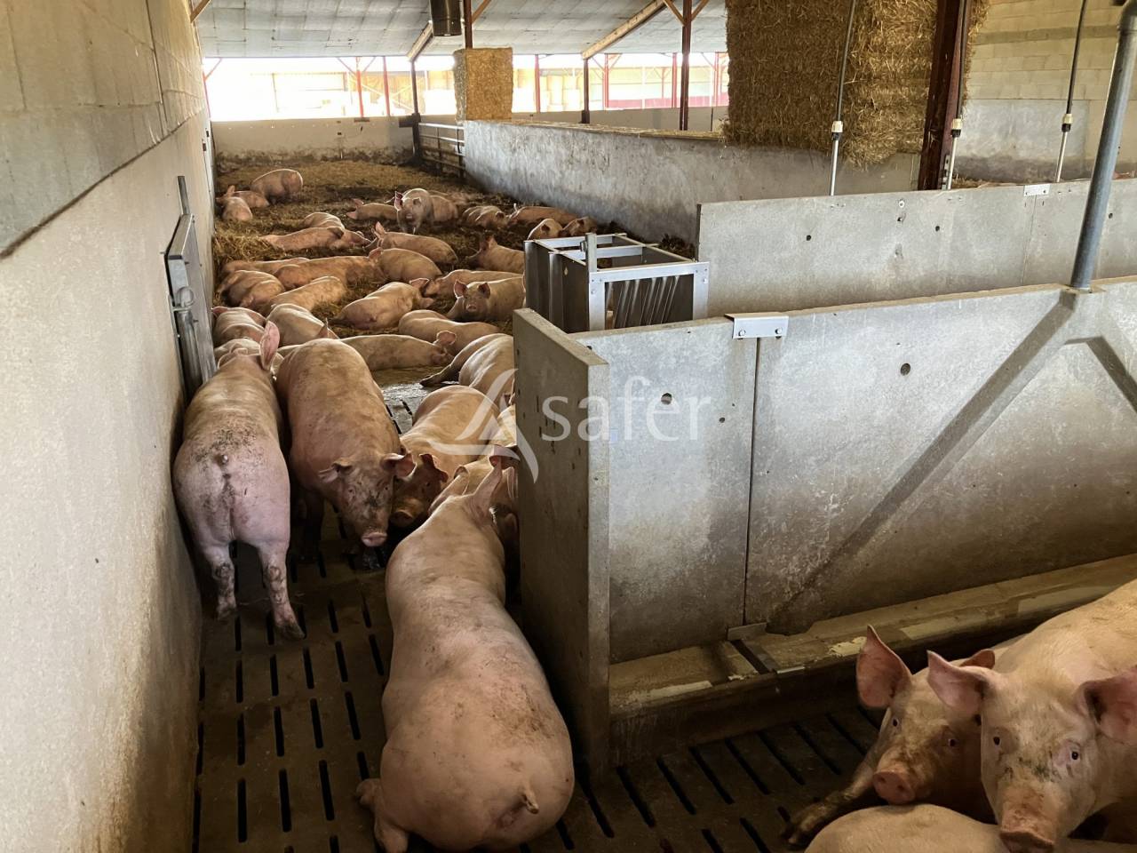 Explotaci&oacute;n porcina En venta Vend&eacute;e