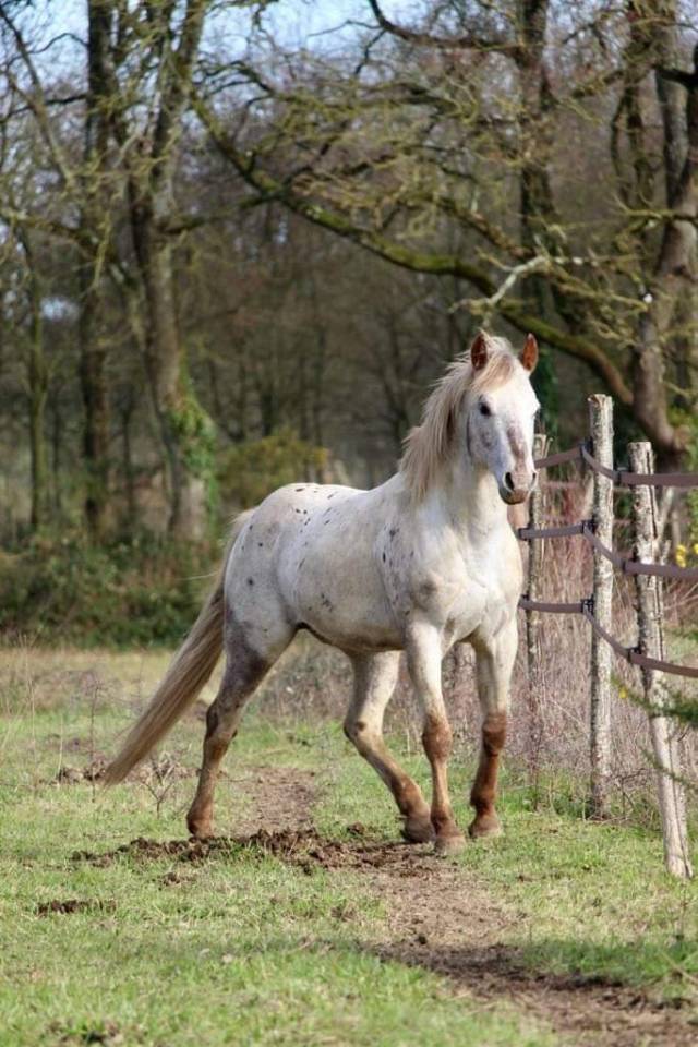 Semental Appaloosa En venta 2014 Otra capa