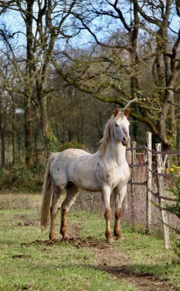 Semental Appaloosa En venta 2014 Otra capa