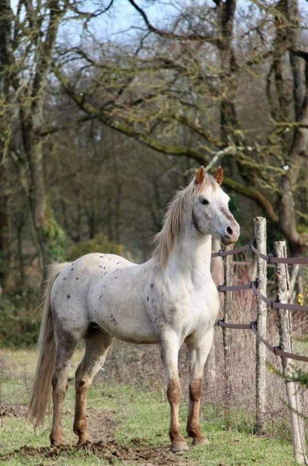 Semental Appaloosa En venta 2014 Otra capa
