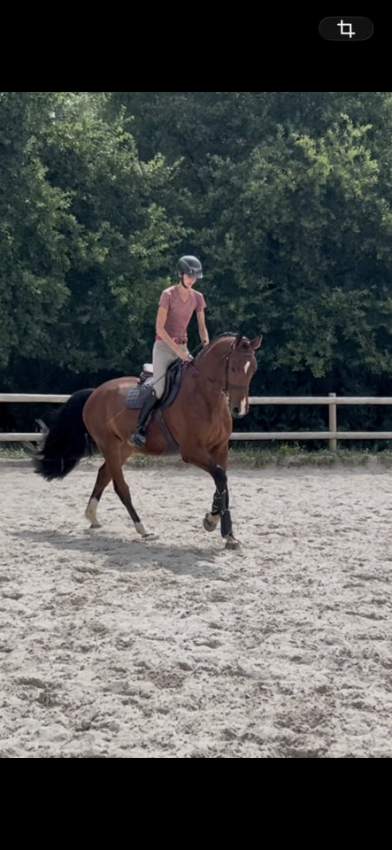 Caballo castrado Zangersheide En venta 2021 Bayo por tangelo