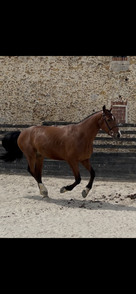 Caballo castrado Zangersheide En venta 2021 Bayo por tangelo