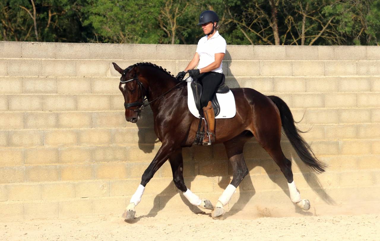 Caballo castrado KWPN Caballo de Deporte Neerland&eacute;s En venta 2018 Bayo moreno