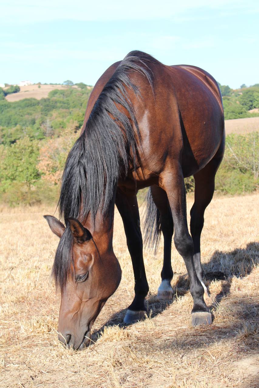 Yegua Pura Sangre Arabe En venta 2010 Bayo moreno por LOVER DE GARGASSAN
