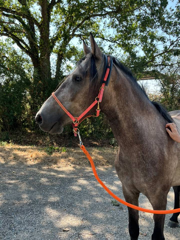 Caballo castrado Barbe En venta 2022 Tordo por Sileh (Alg)