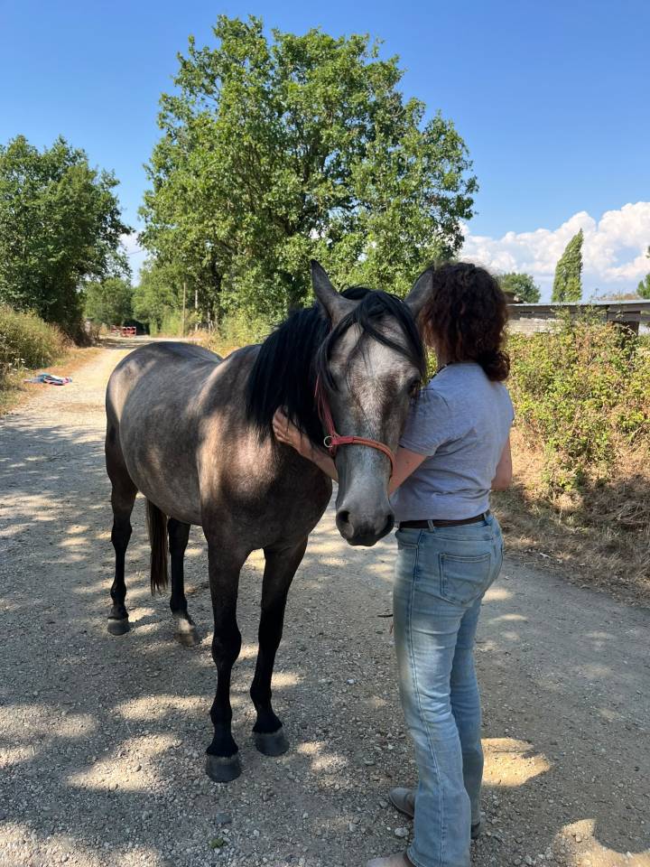 Caballo castrado Barbe En venta 2022 Tordo por Sileh (Alg)