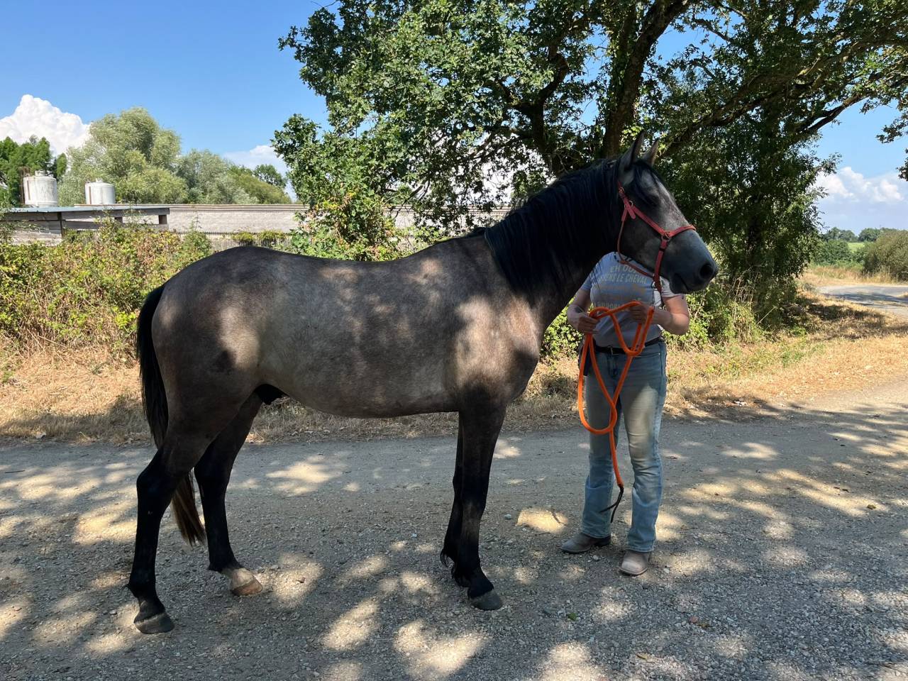 Caballo castrado Barbe En venta 2022 Tordo por Sileh (Alg)