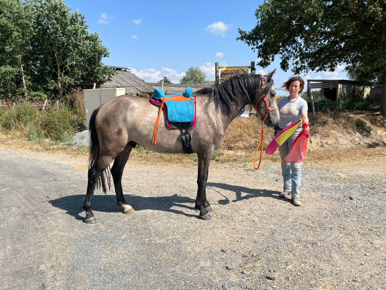 Caballo castrado Barbe En venta 2022 Tordo por Sileh (Alg)