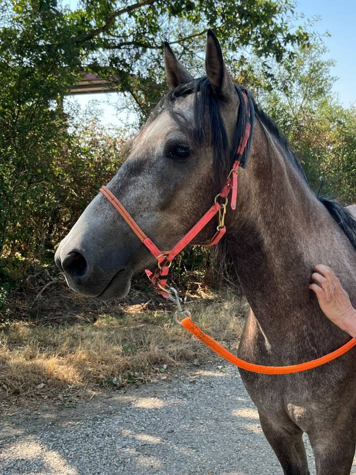 Caballo castrado Barbe En venta 2022 Tordo por Sileh (Alg)