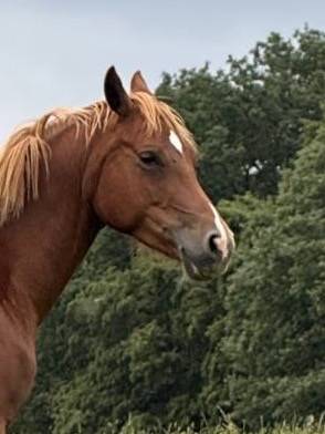 Yegua Welsh Part Bred En venta 2021 Alaz&aacute;n