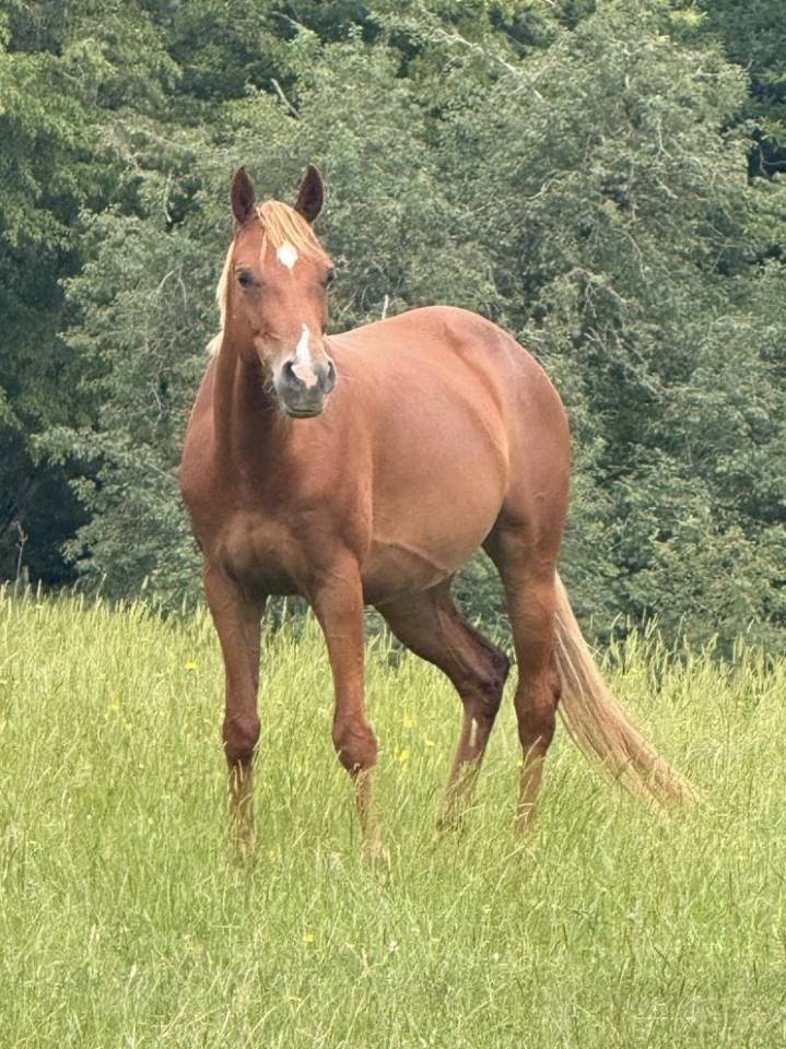 Yegua Welsh Part Bred En venta 2021 Alaz&aacute;n
