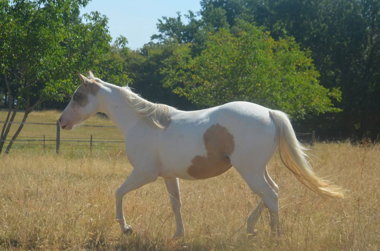 Yegua Paint Horse En venta 2024 Tobiano por MHW Milky Steadysugar