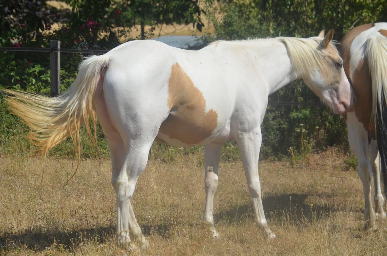 Yegua Paint Horse En venta 2024 Tobiano por MHW Milky Steadysugar
