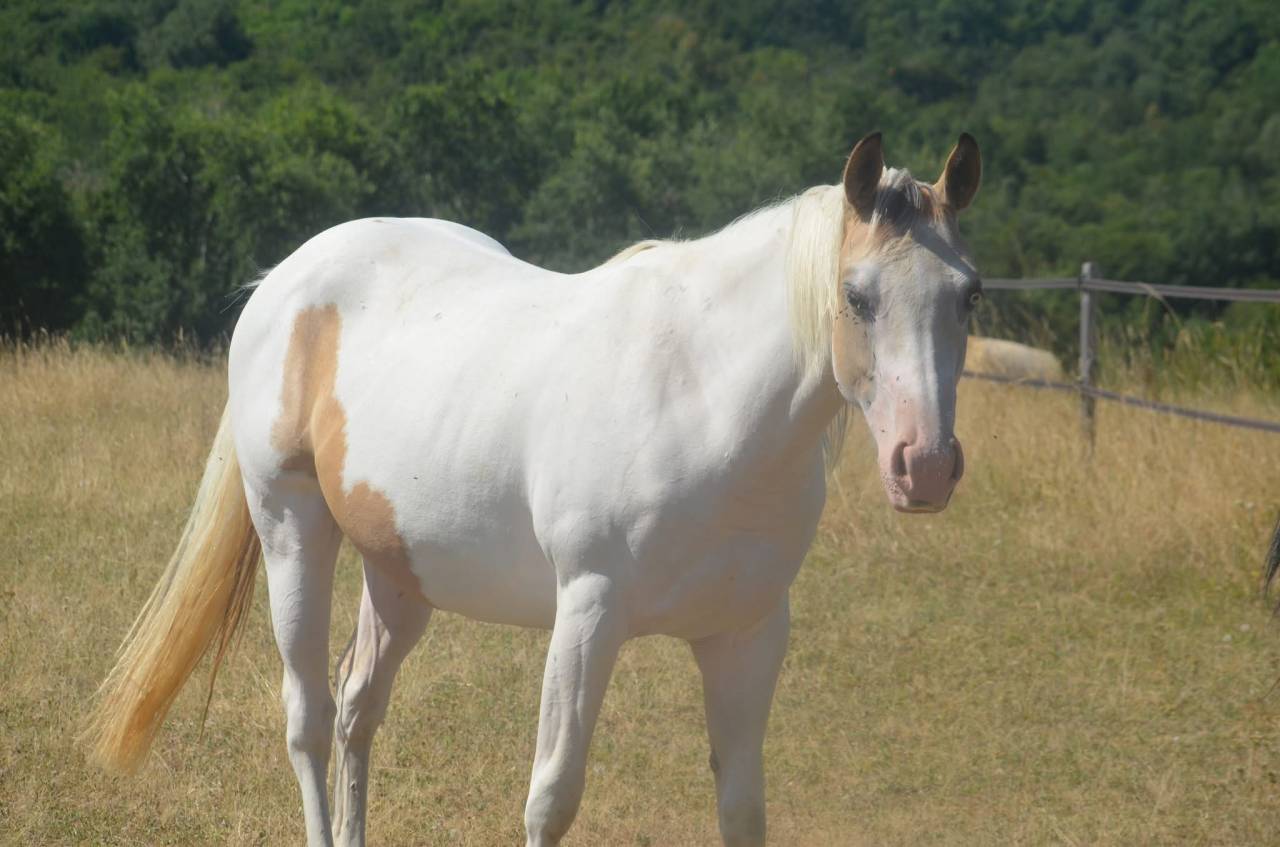 Yegua Paint Horse En venta 2024 Tobiano por MHW Milky Steadysugar