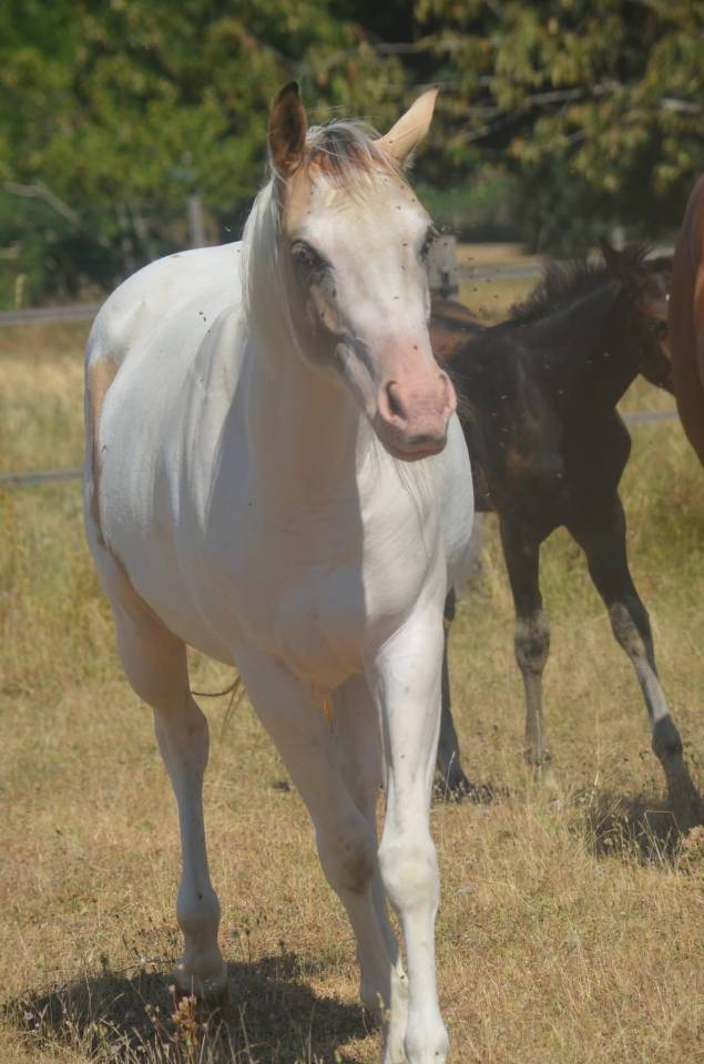 Yegua Paint Horse En venta 2024 Tobiano por MHW Milky Steadysugar