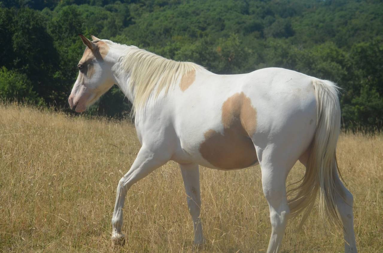 Yegua Paint Horse En venta 2024 Tobiano por MHW Milky Steadysugar