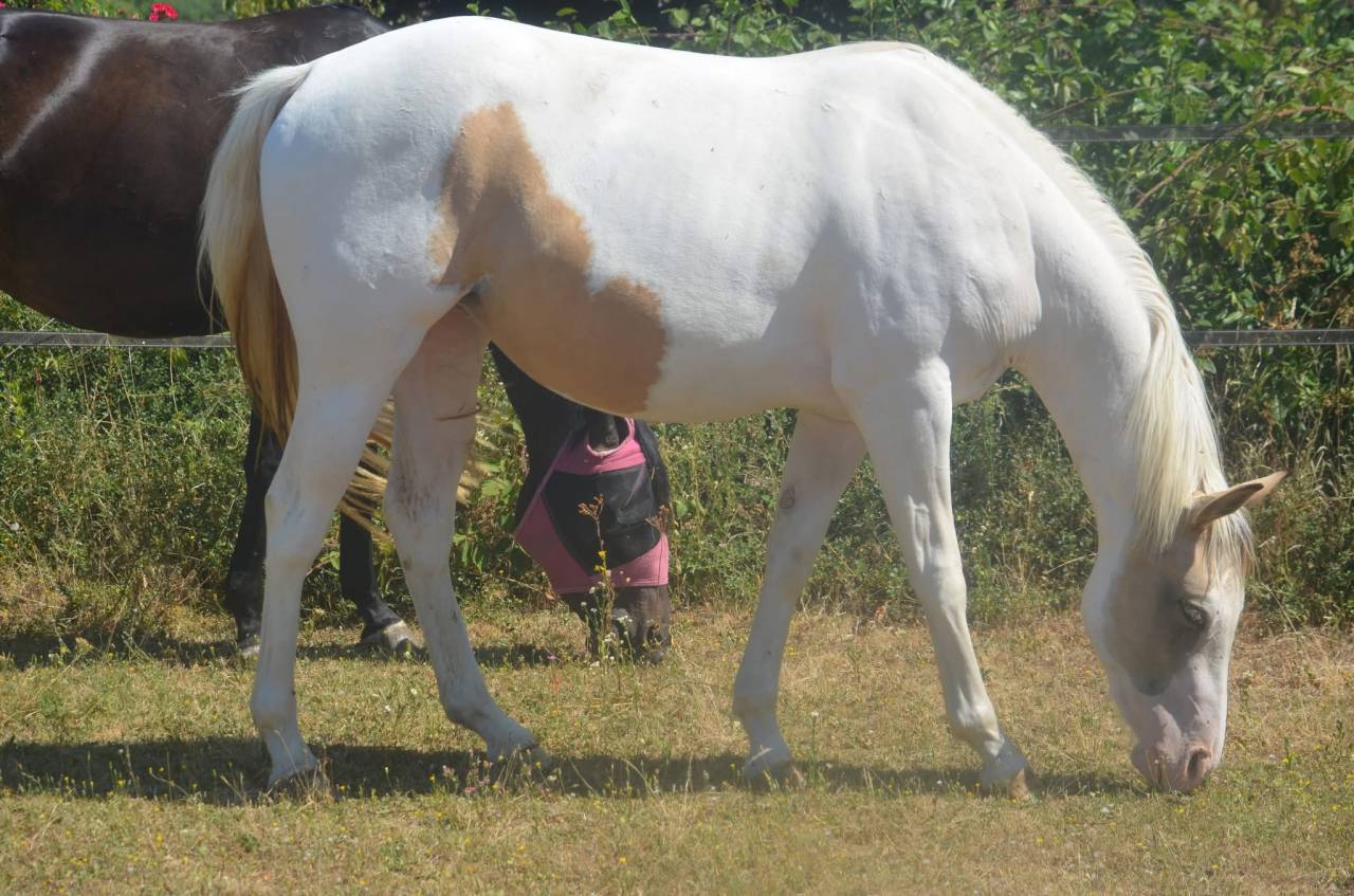 Yegua Paint Horse En venta 2024 Tobiano por MHW Milky Steadysugar
