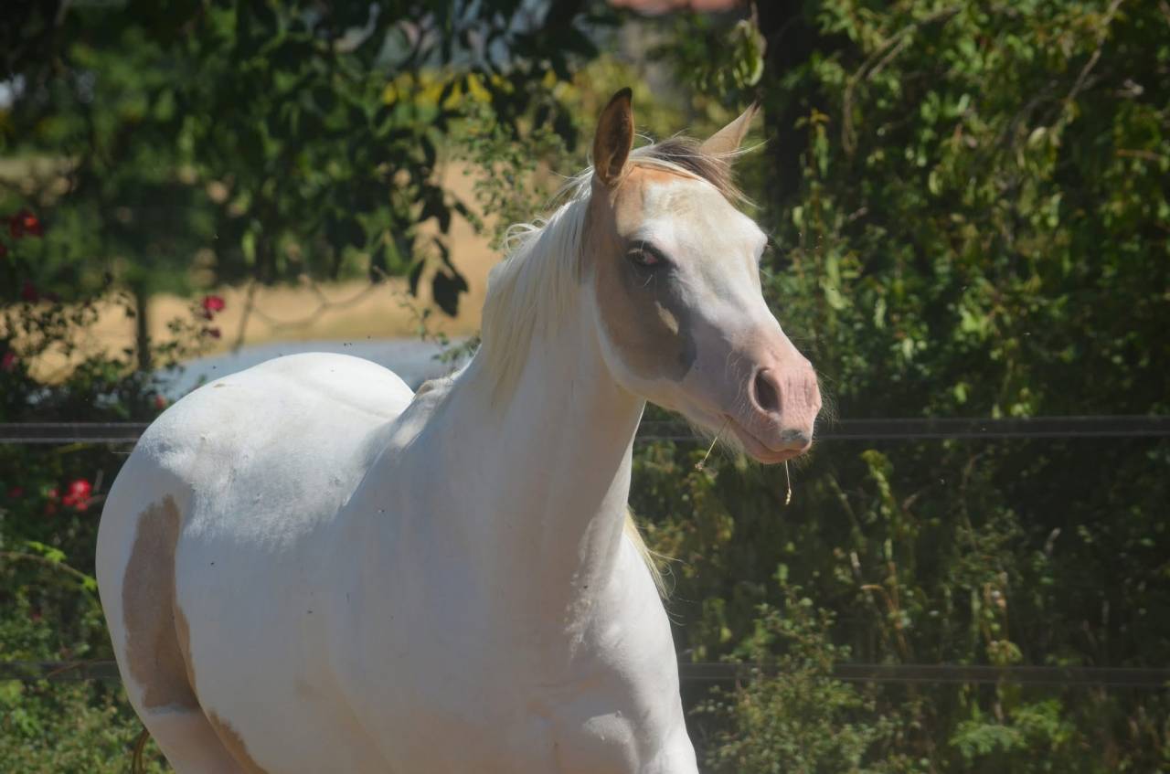 Yegua Paint Horse En venta 2024 Tobiano por MHW Milky Steadysugar
