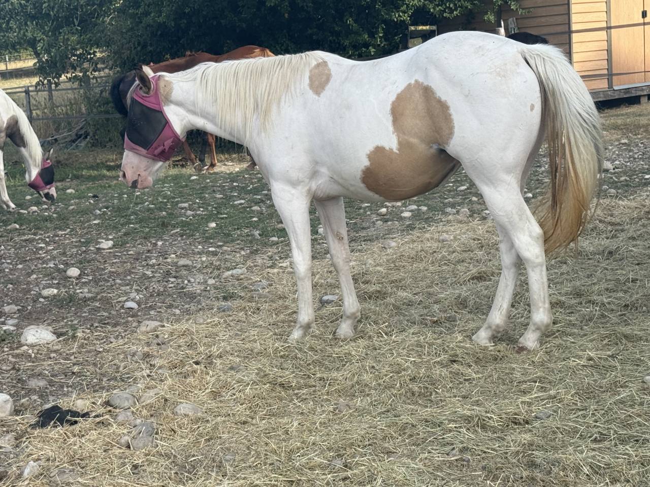 Yegua Paint Horse En venta 2024 Tobiano por MHW Milky Steadysugar