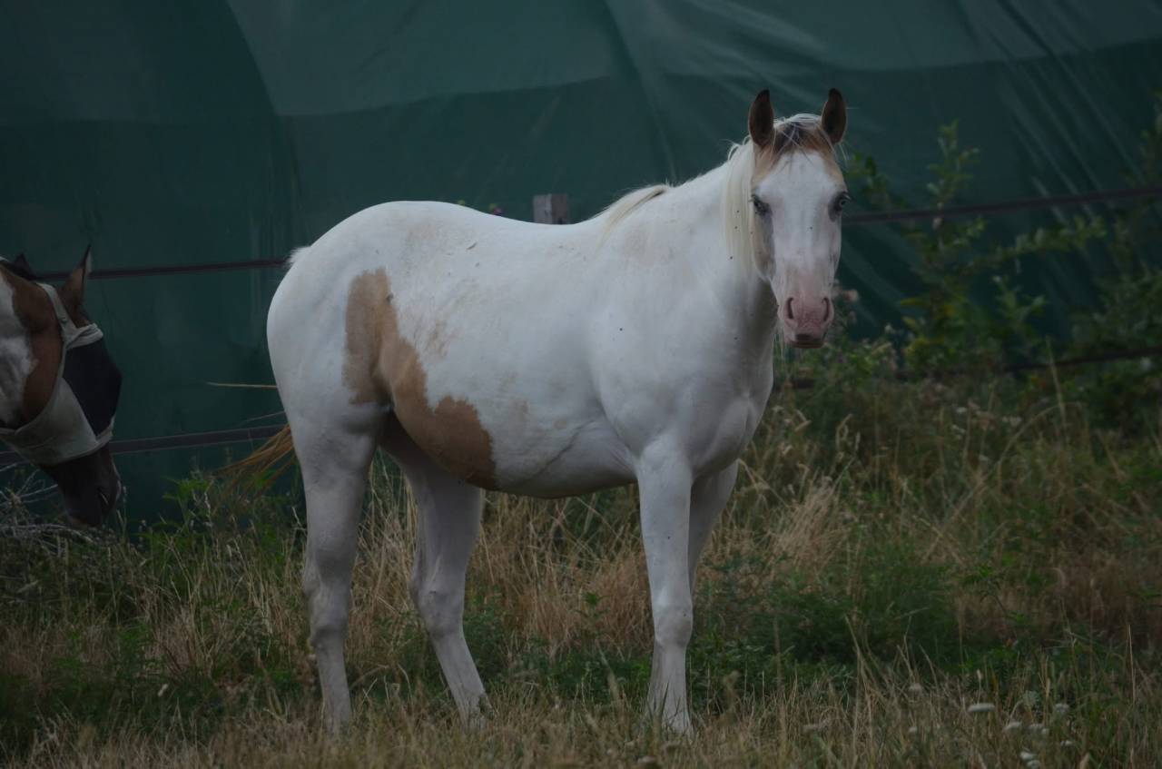 Yegua Paint Horse En venta 2024 Tobiano por MHW Milky Steadysugar