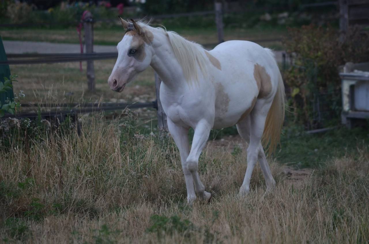 Yegua Paint Horse En venta 2024 Tobiano por MHW Milky Steadysugar