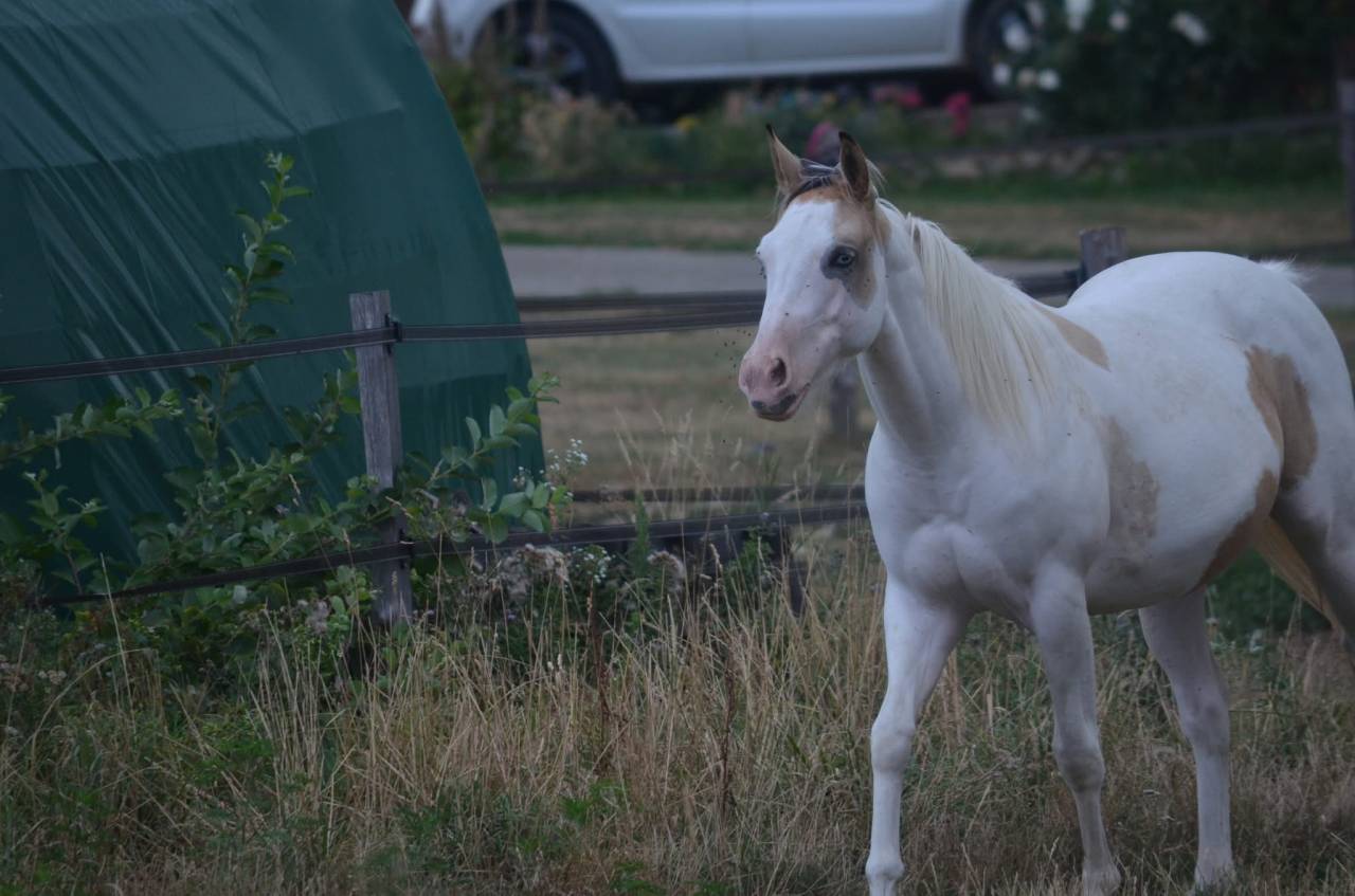 Yegua Paint Horse En venta 2024 Tobiano por MHW Milky Steadysugar