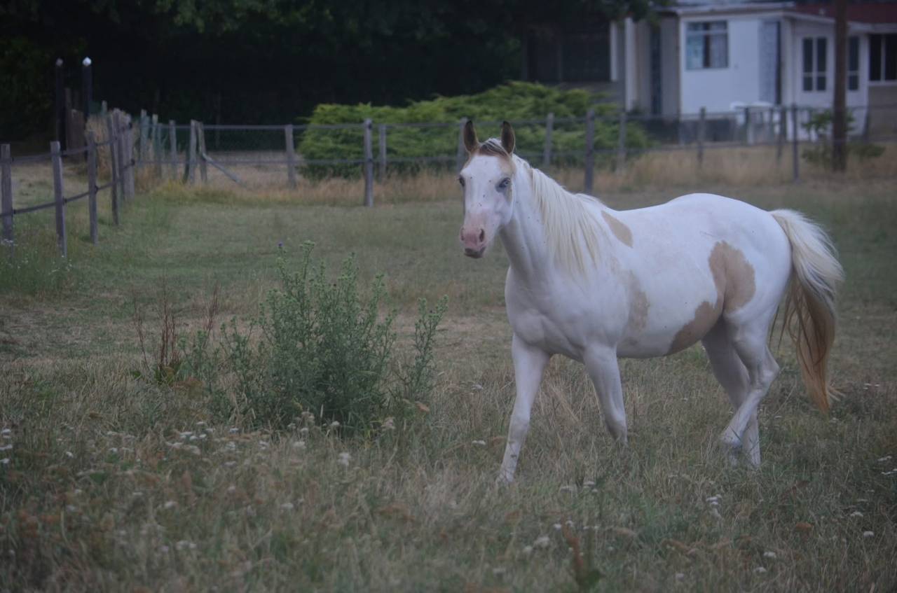 Yegua Paint Horse En venta 2024 Tobiano por MHW Milky Steadysugar
