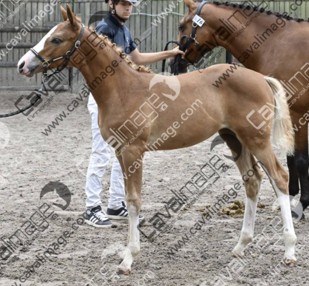 Potranca PFS Poni Fran&ccedil;&eacute;s de Silla En venta 2026 Pelo de vaca por DOUBLE PLEASURE